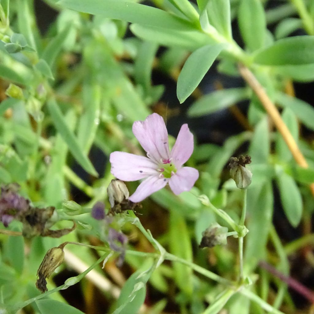 Gypsophila repens Rosa Schönheit - Gypsophile rampant