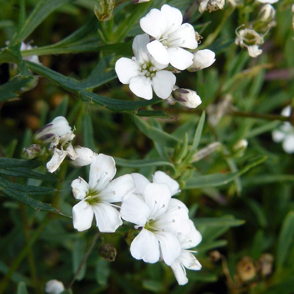 Gypsophile rampant White Angel - Gypsophila repens