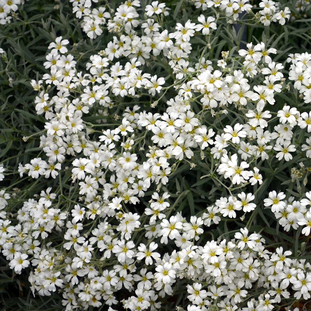 Gypsophile blanc rampant - Gypsophila repens Alba