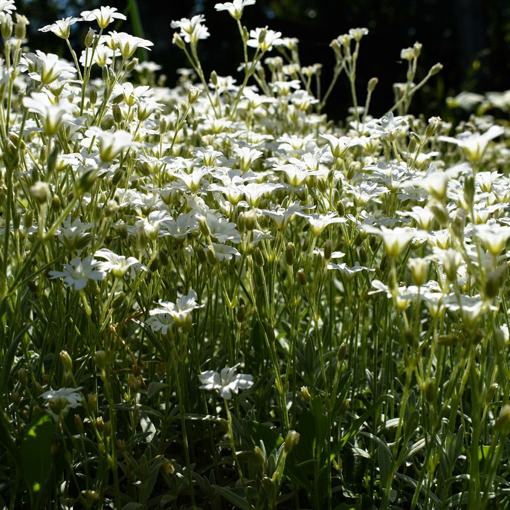 Gypsophile blanc rampant - Gypsophila repens Alba