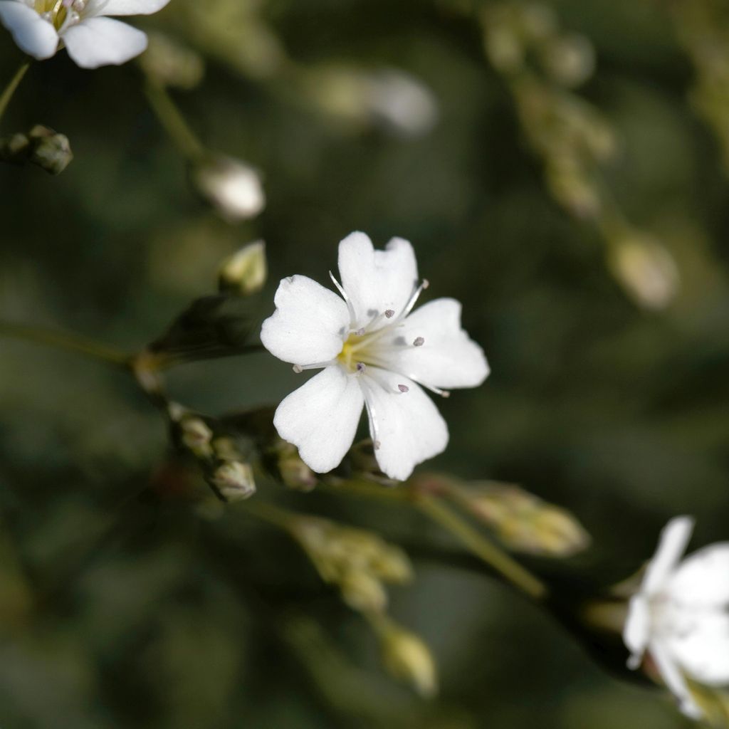 Gypsophile blanc rampant - Gypsophila repens Alba
