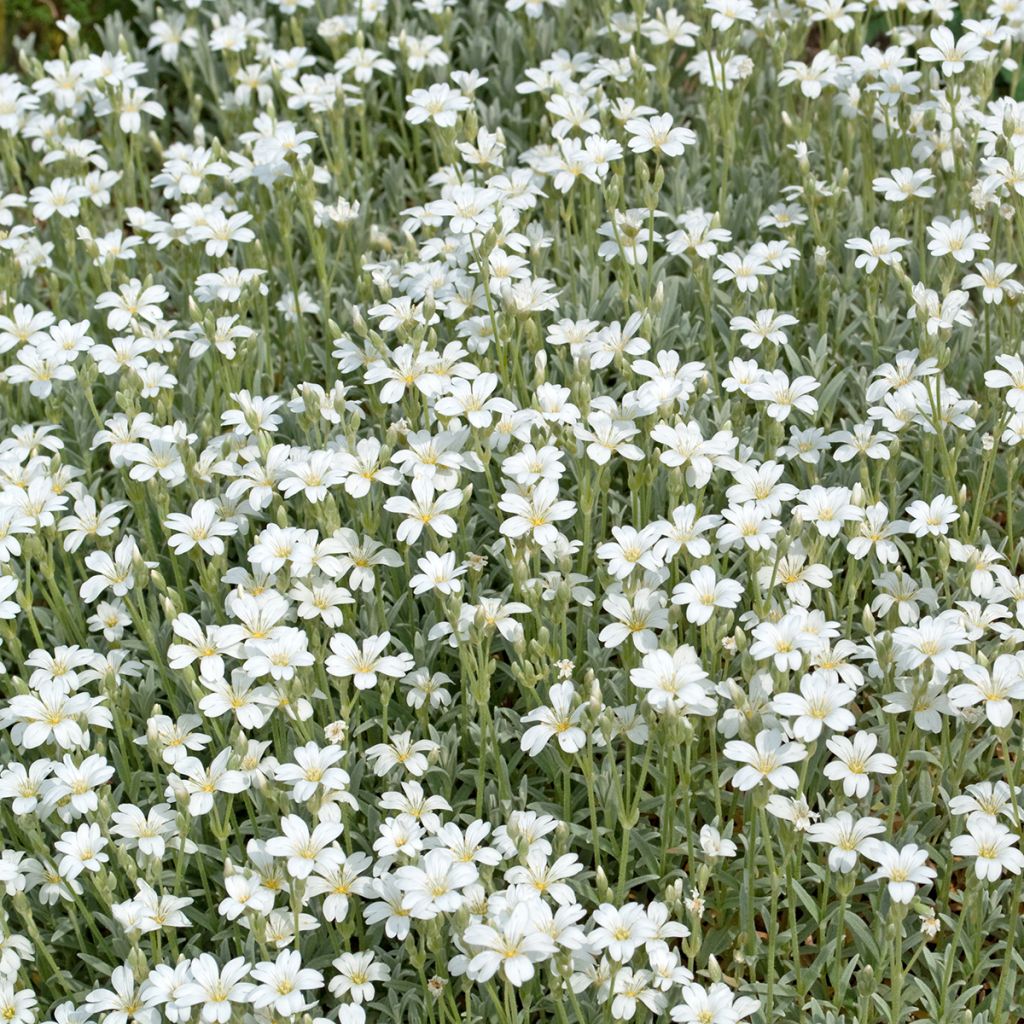 Gypsophile blanc rampant - Gypsophila repens Alba