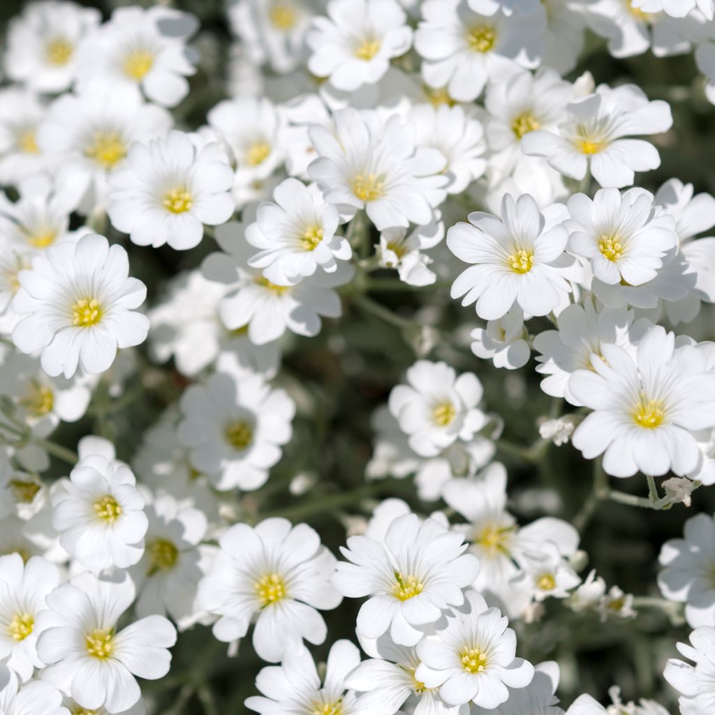 Gypsophile blanc rampant - Gypsophila repens Alba