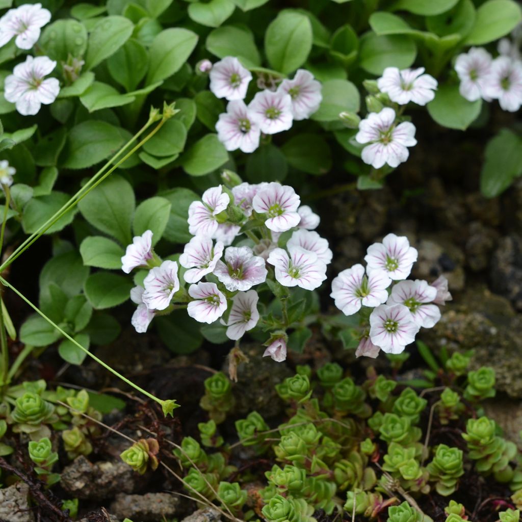 Gypsophile en coussin - Gypsophila cerastioides