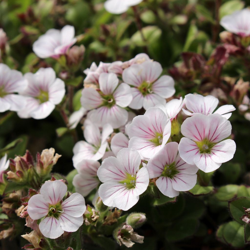 Gypsophile en coussin - Gypsophila cerastioides