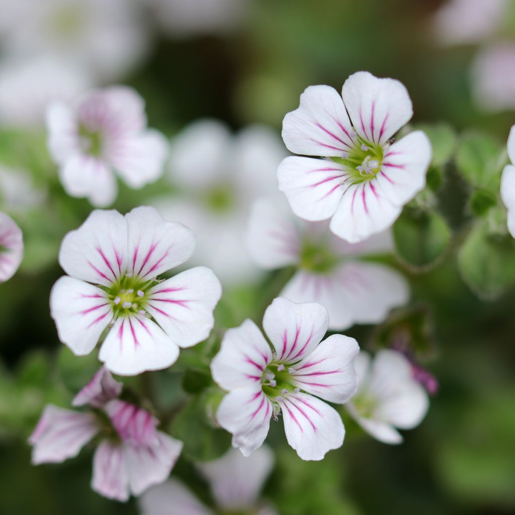 Gypsophile en coussin - Gypsophila cerastioides