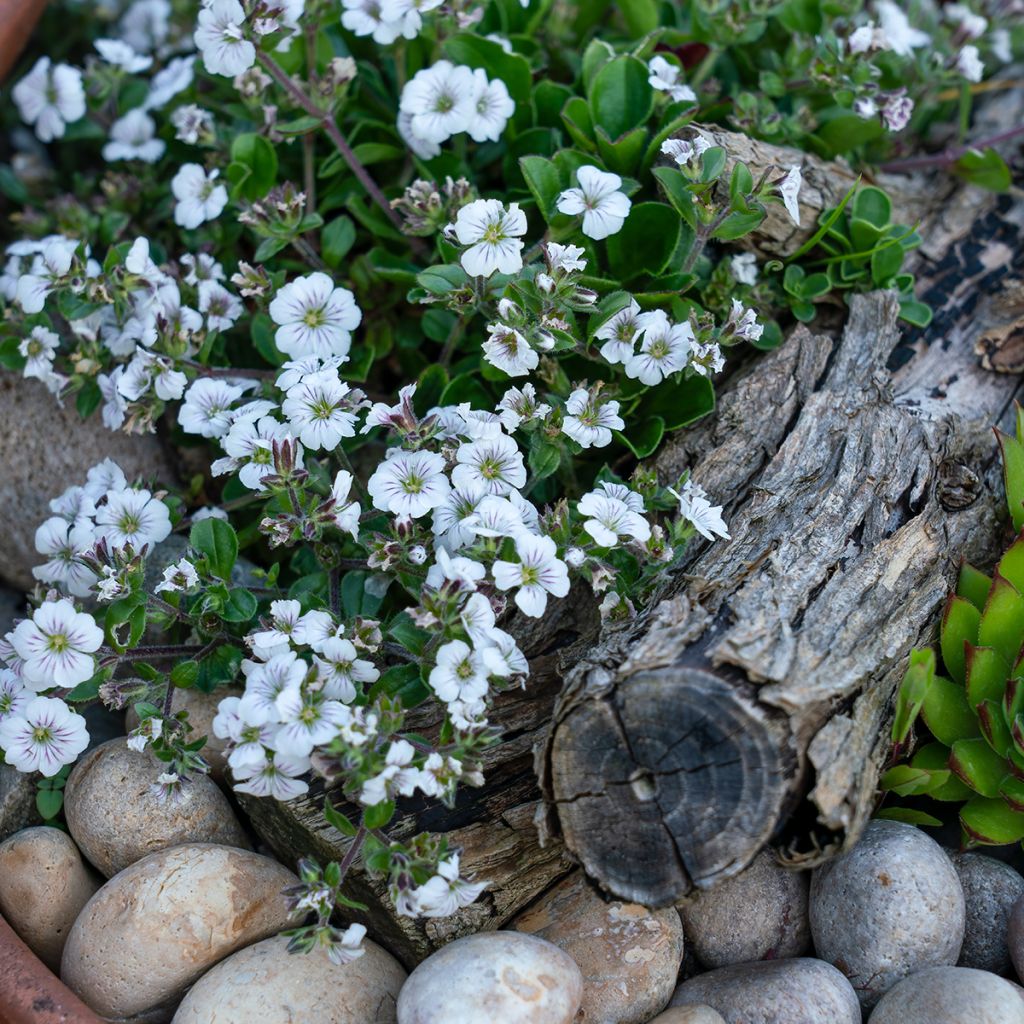 Gypsophile en coussin - Gypsophila cerastioides