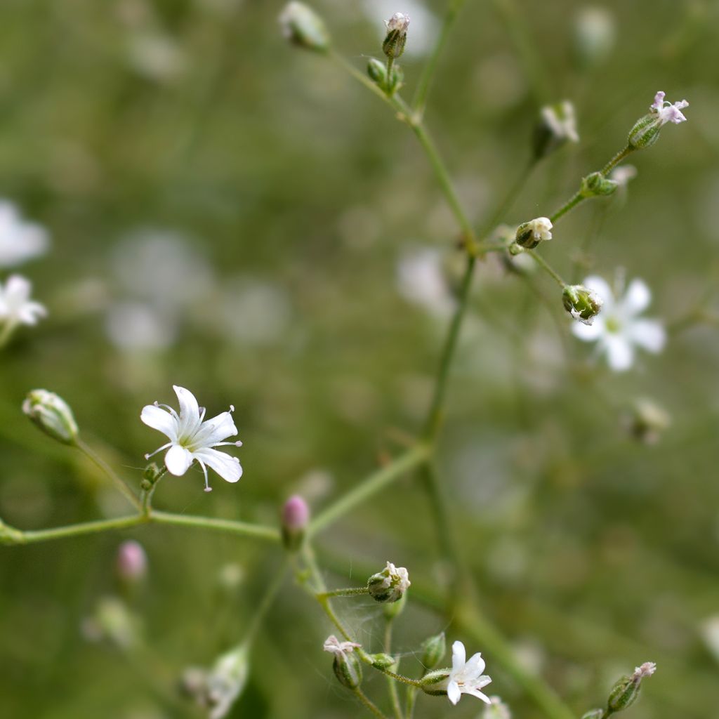 Gypsophile pacifica