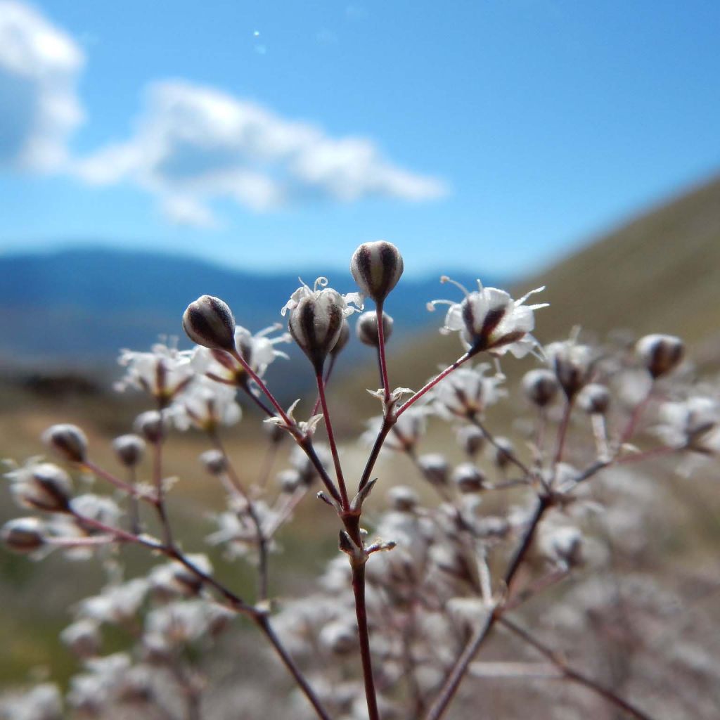 Gypsophile paniculata