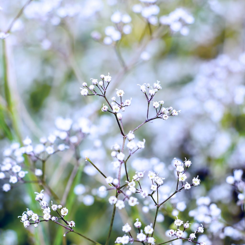 Gypsophile paniculata