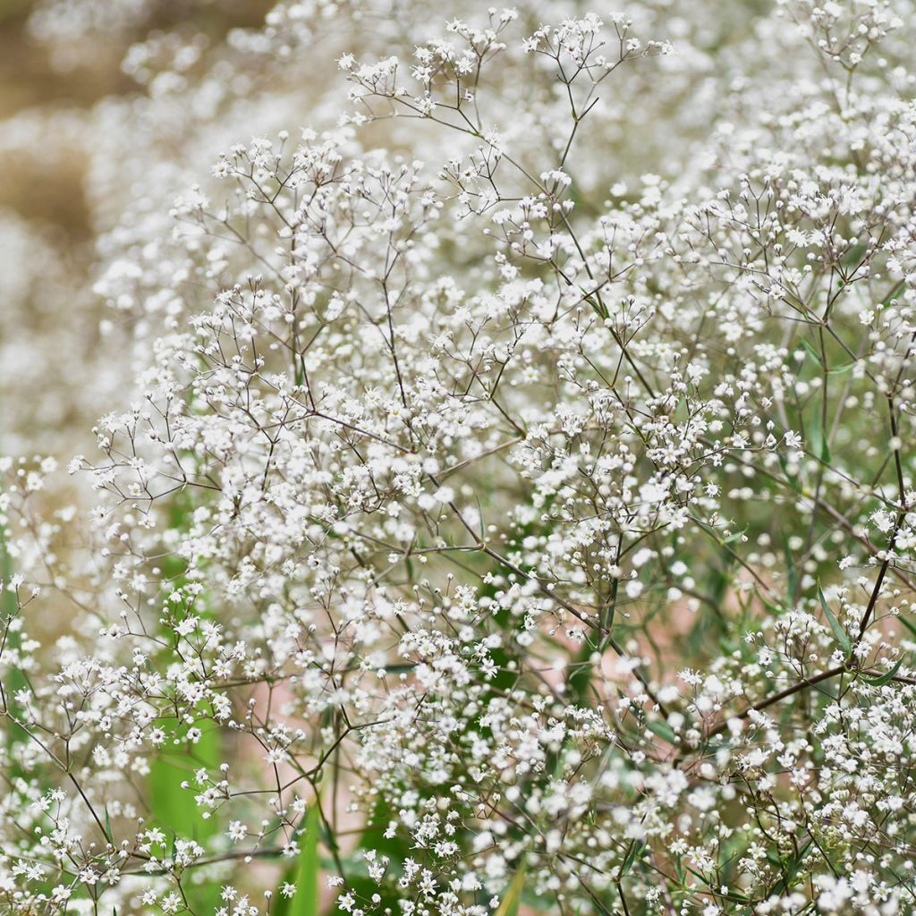 Gypsophile paniculata