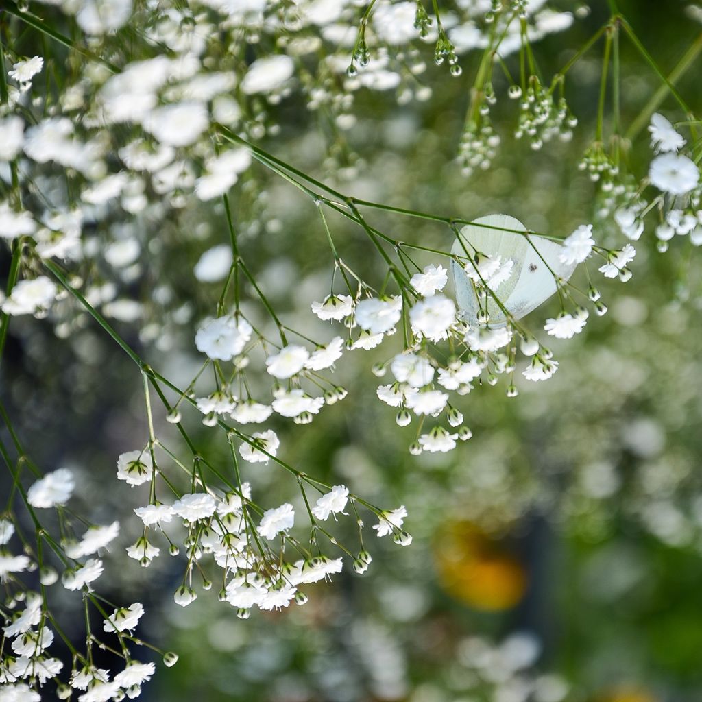 Gypsophile paniculata