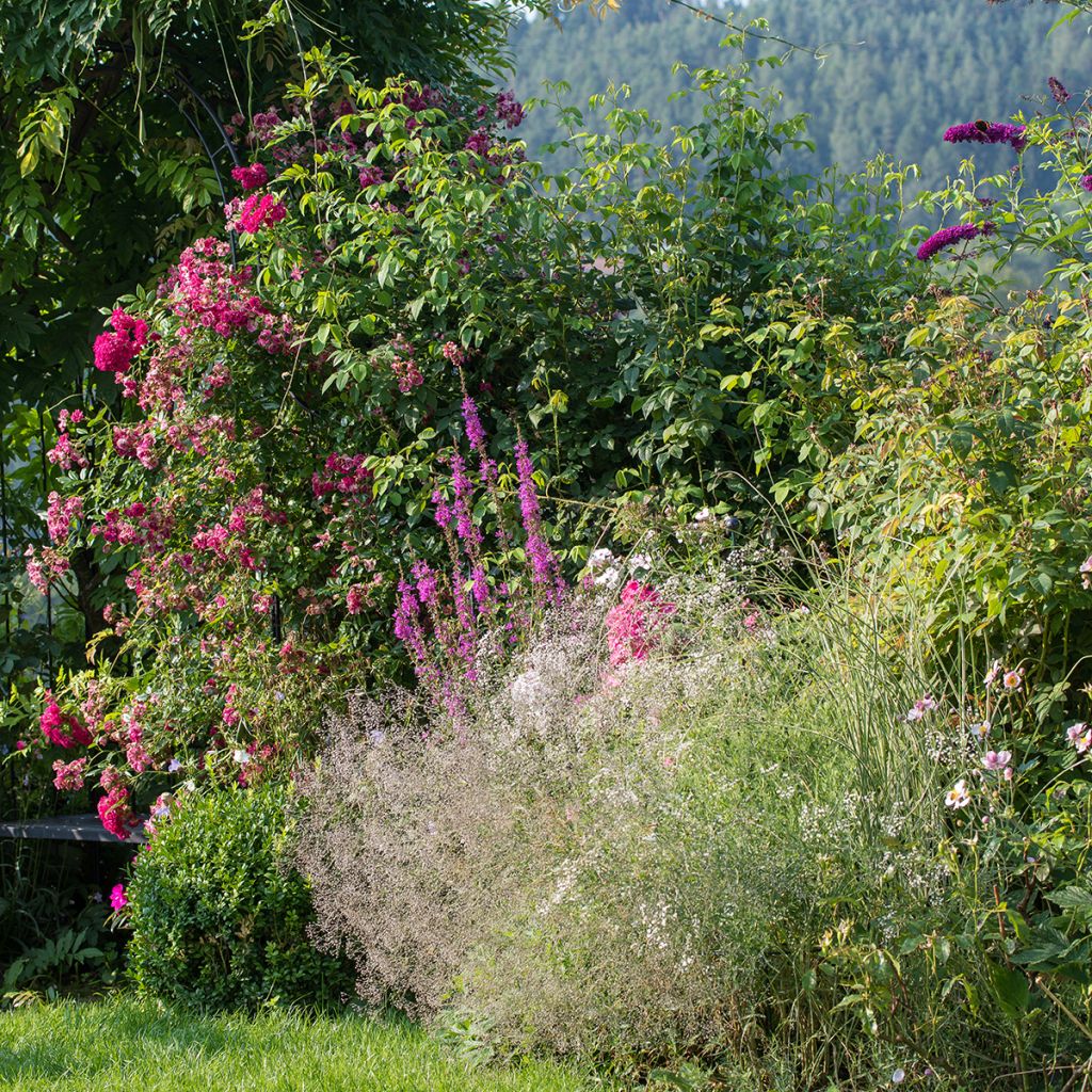 Gypsophile paniculata