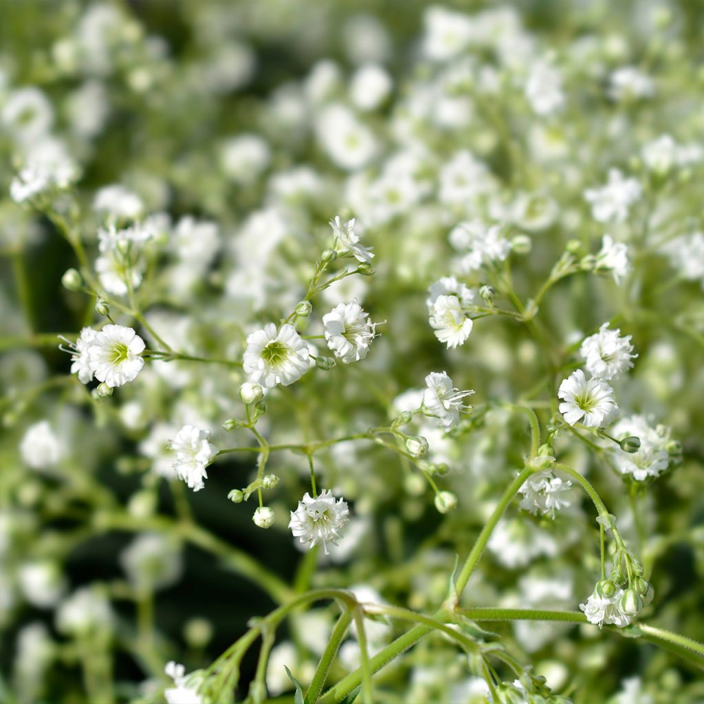 Gypsophile paniculé Snow Flake - Gypsophila paniculata