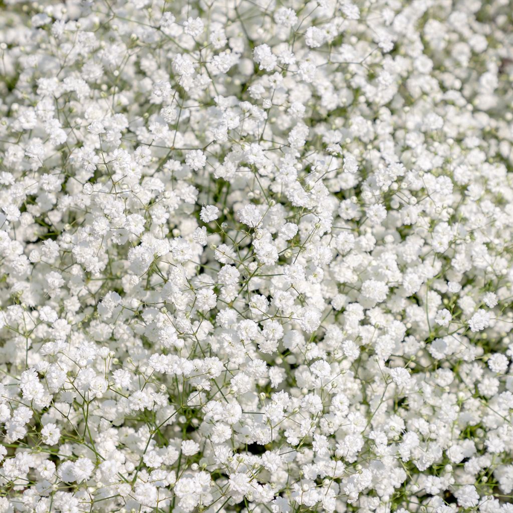 Gypsophile paniculé Snow Flake - Gypsophila paniculata