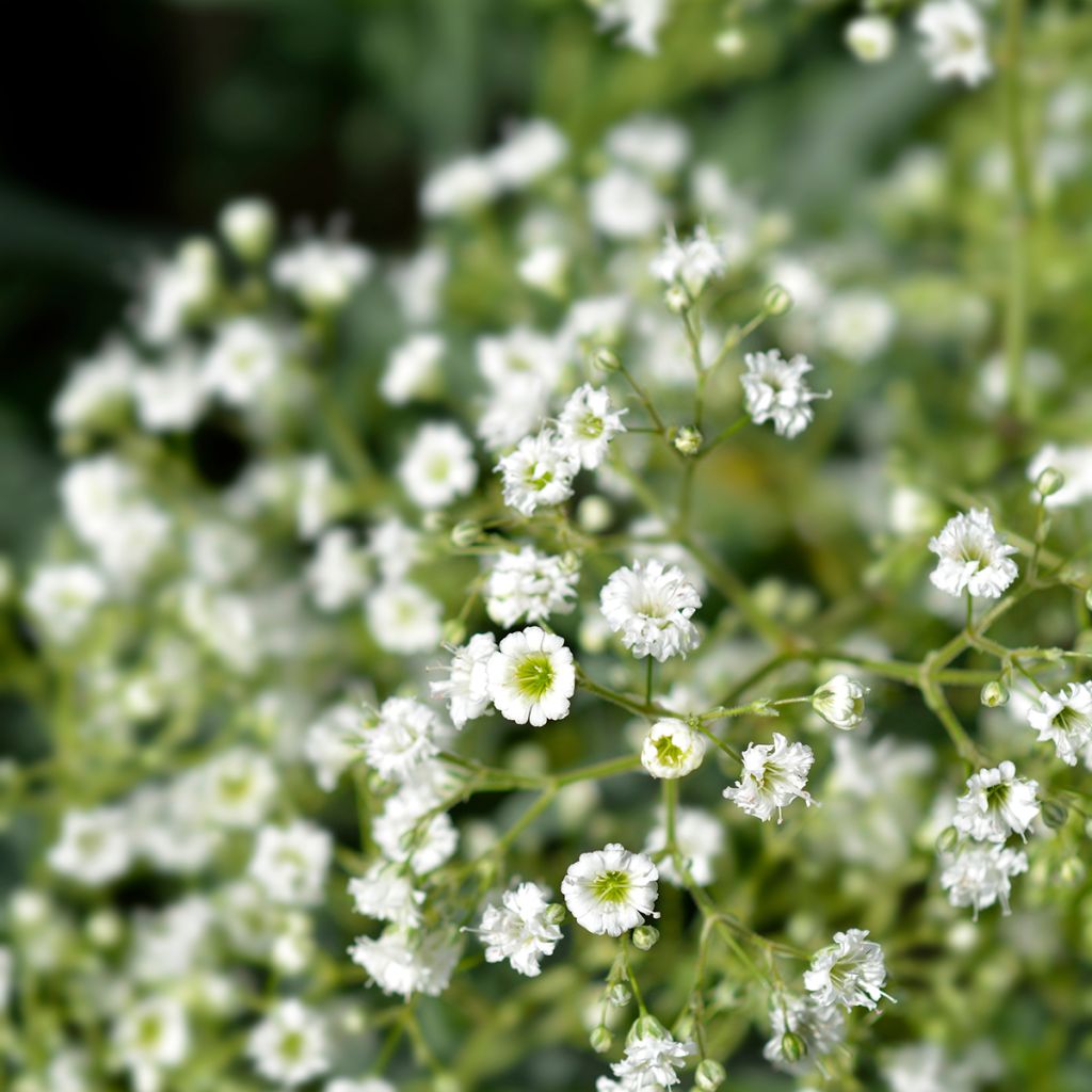 Gypsophile paniculé Snow Flake - Gypsophila paniculata