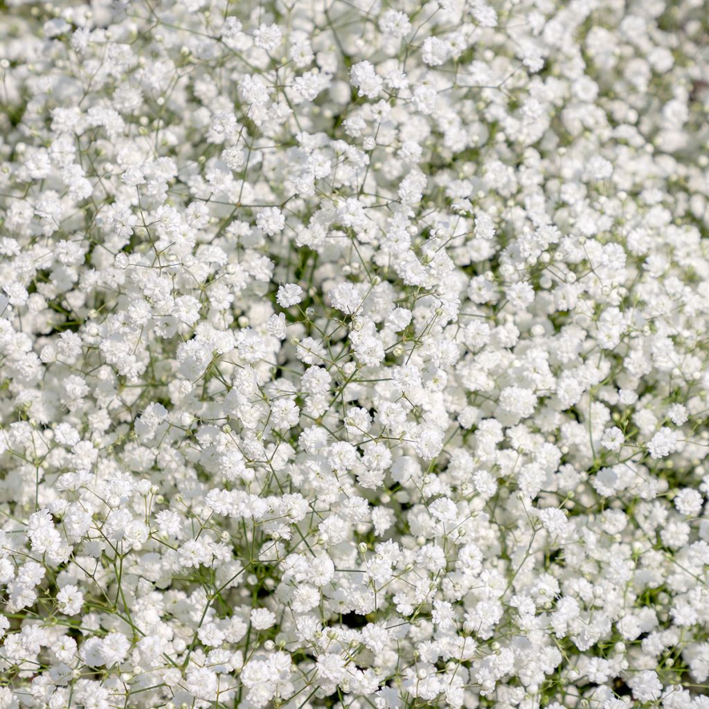 Gypsophile paniculé Snow Flake - Gypsophila paniculata