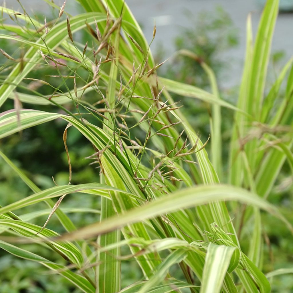 Herbe du Japon - Hakonechloa macra Albostriata