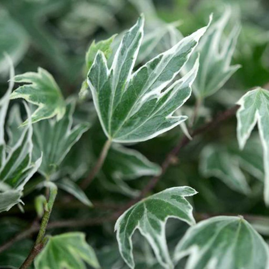 Lierre d'ornement - Hedera helix White Ripple