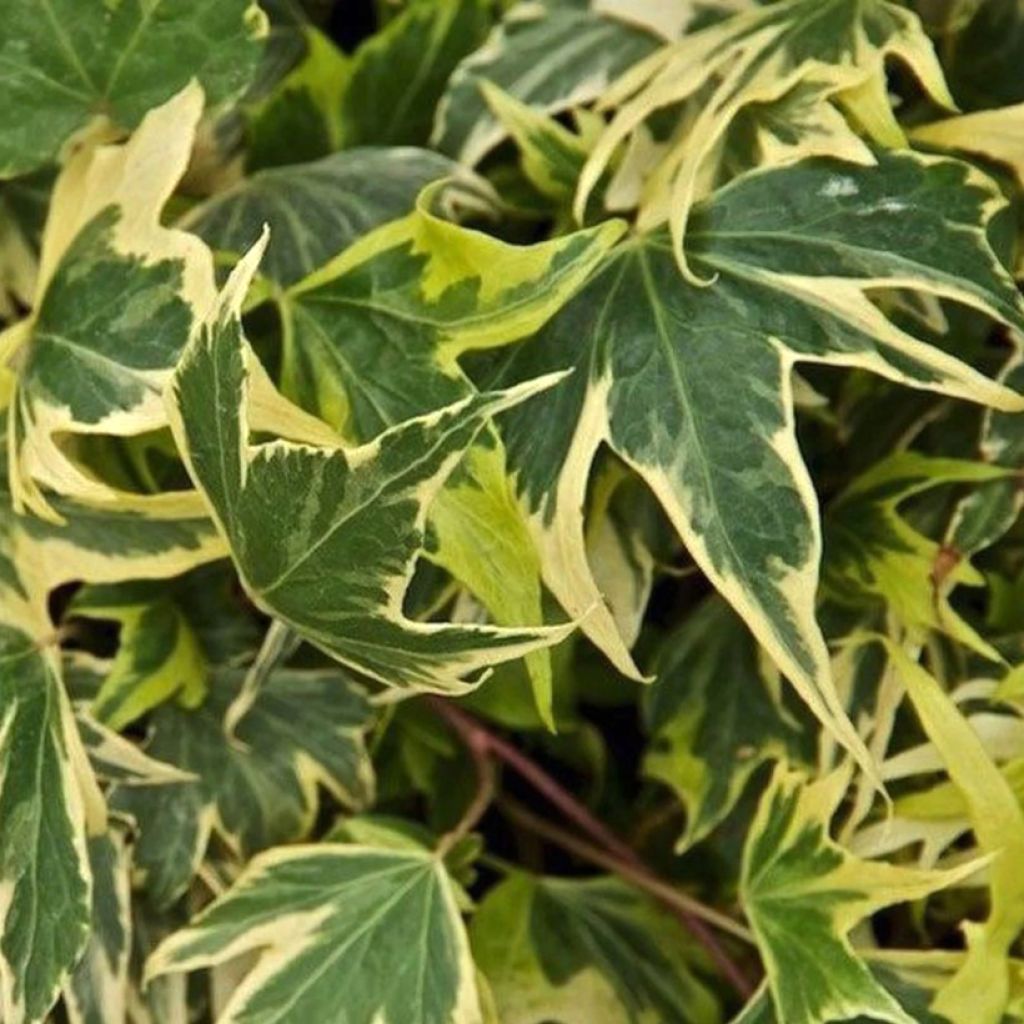 Lierre d'ornement - Hedera helix Yellow Ripple 'Golden Starlight'