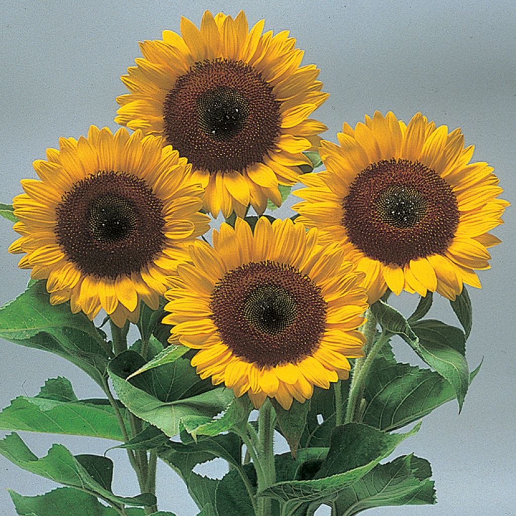 Graines de Tournesol Sunrich Orange F1 - Helianthus annuus