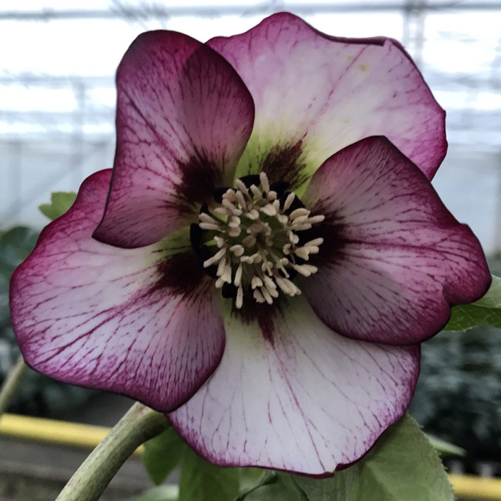 Hellebore orientale Frozen Sven