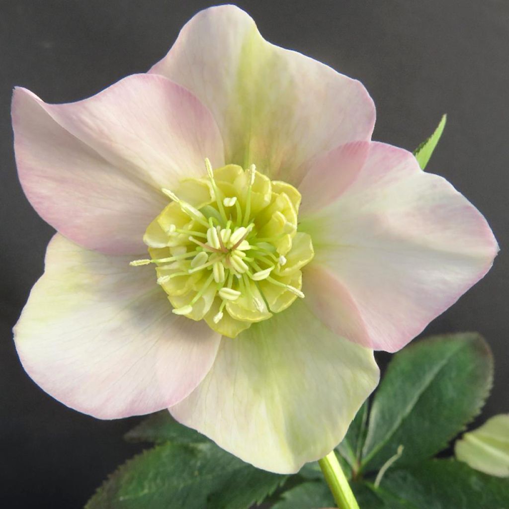 Hellebore orientale Grace Elizabeth