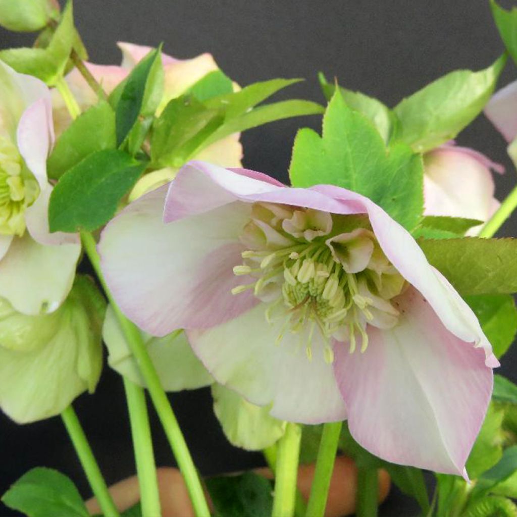 Hellebore orientale Grace Elizabeth