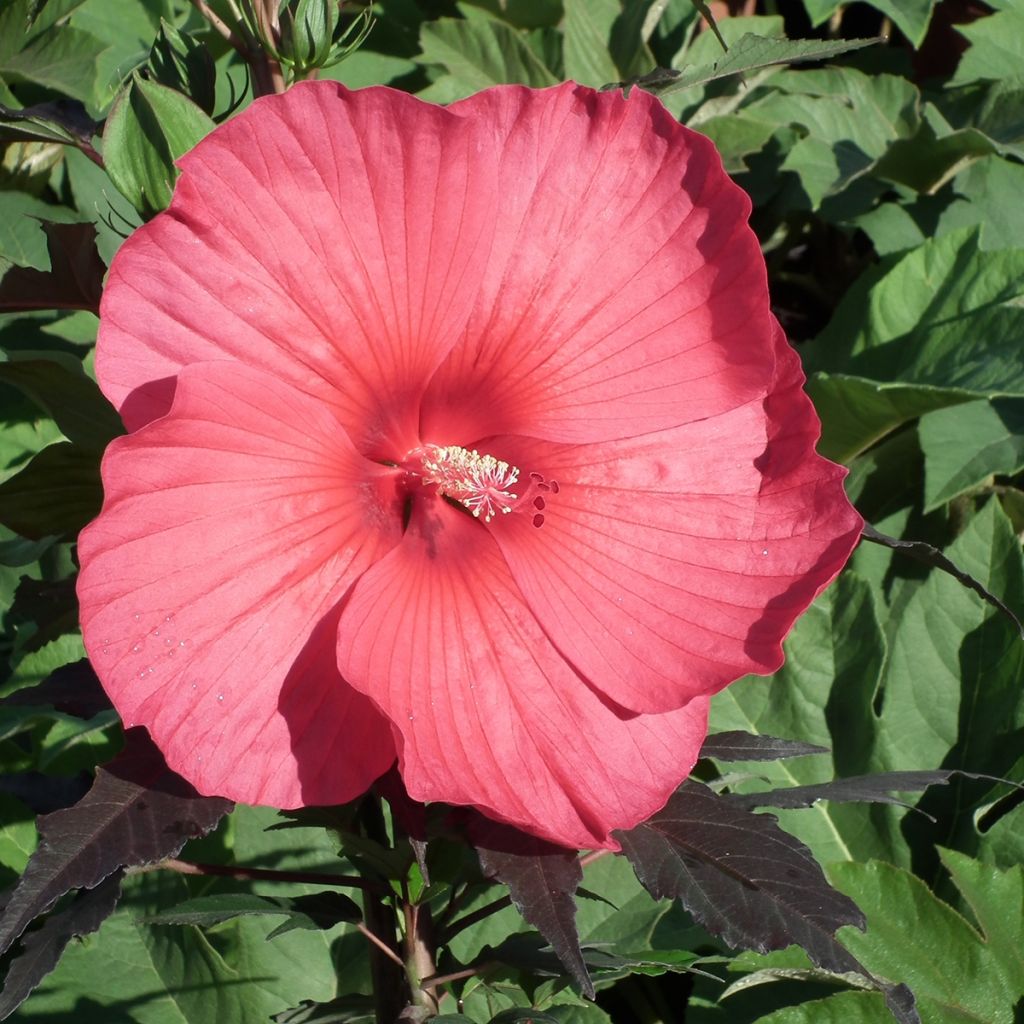 Hibiscus moscheutos Pink Passion - Hibiscus des marais