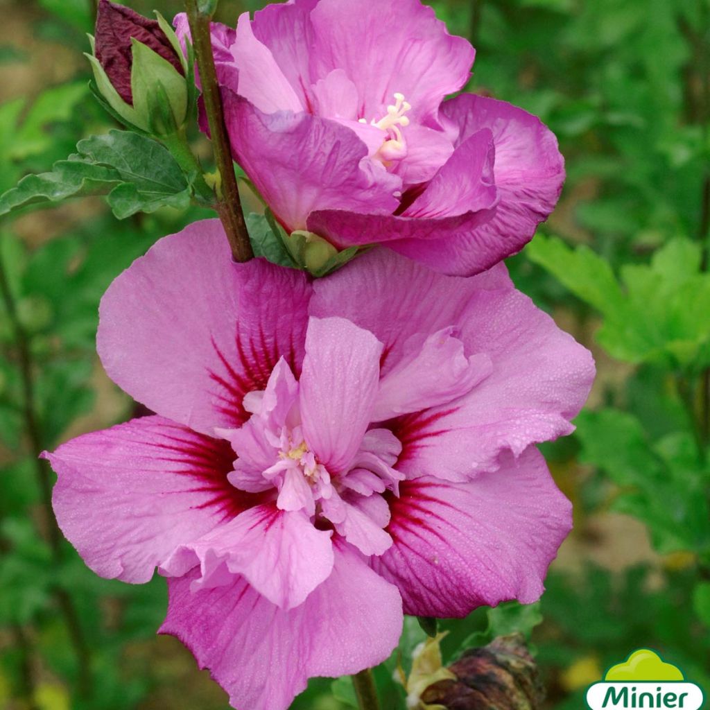 Hibiscus syriacus Eruption® - Althéa ou mauve en arbre