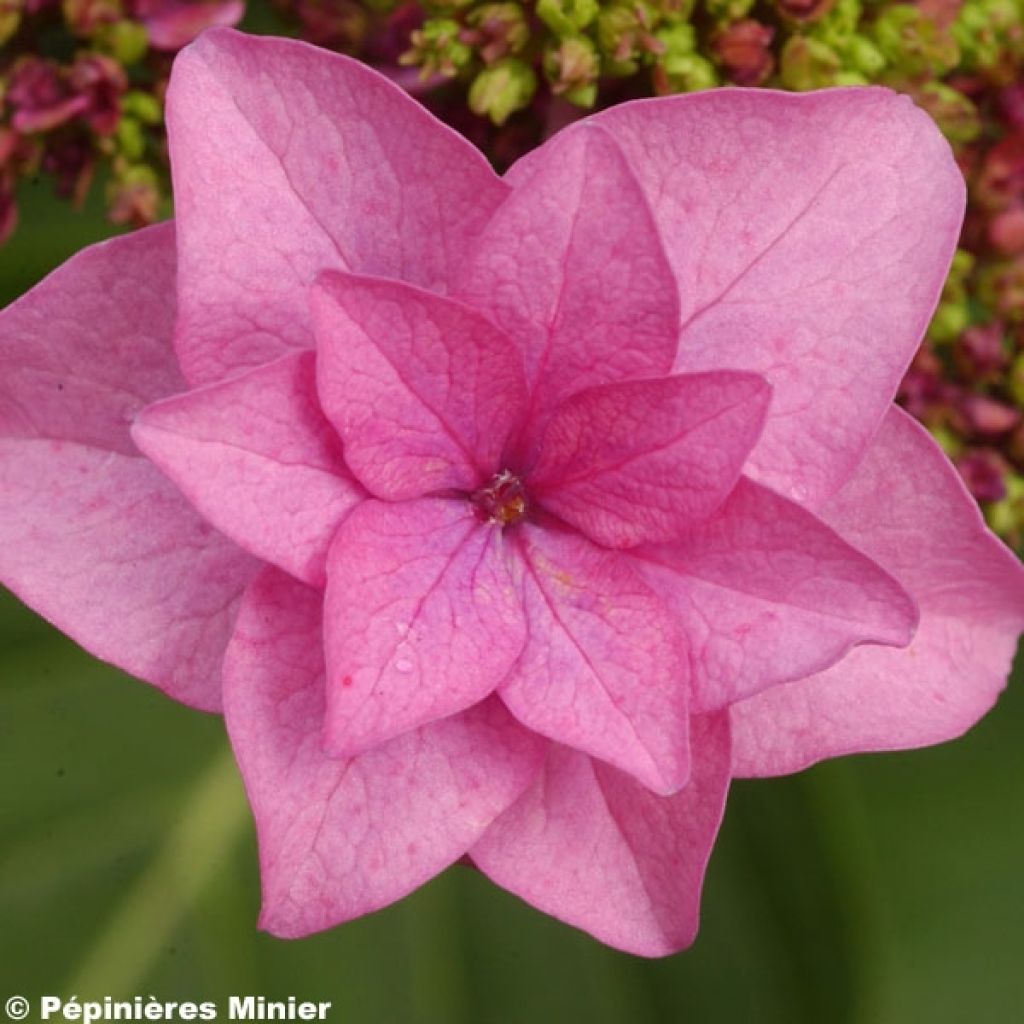 Hortensia - Hydrangea macrophylla Etoile Violette