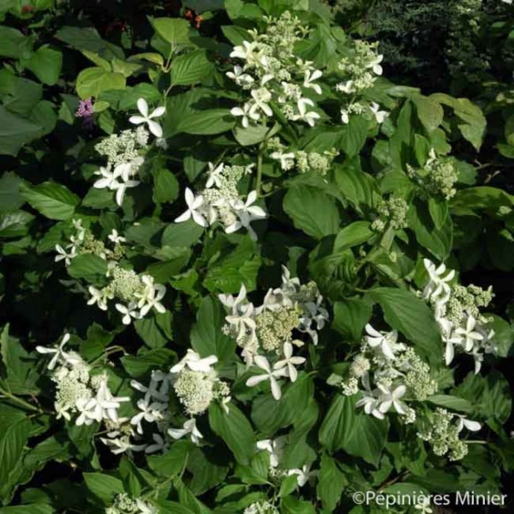 Hydrangea paniculata Great Star Le Vasterival - Hortensia paniculé