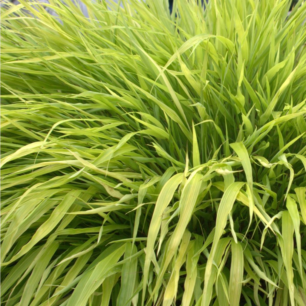 Herbe du Japon - Hakonechloa macra All Gold