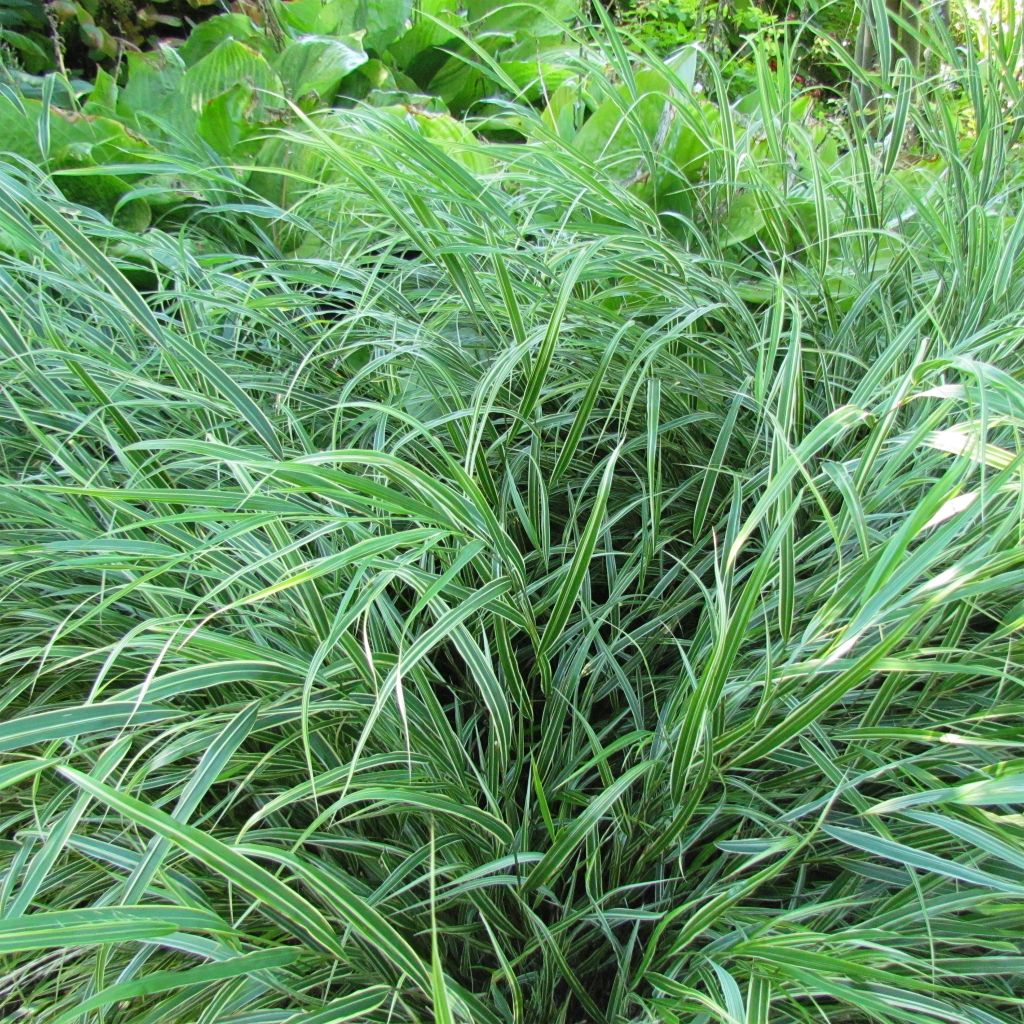 Herbe du Japon - Hakonechloa macra Albostriata