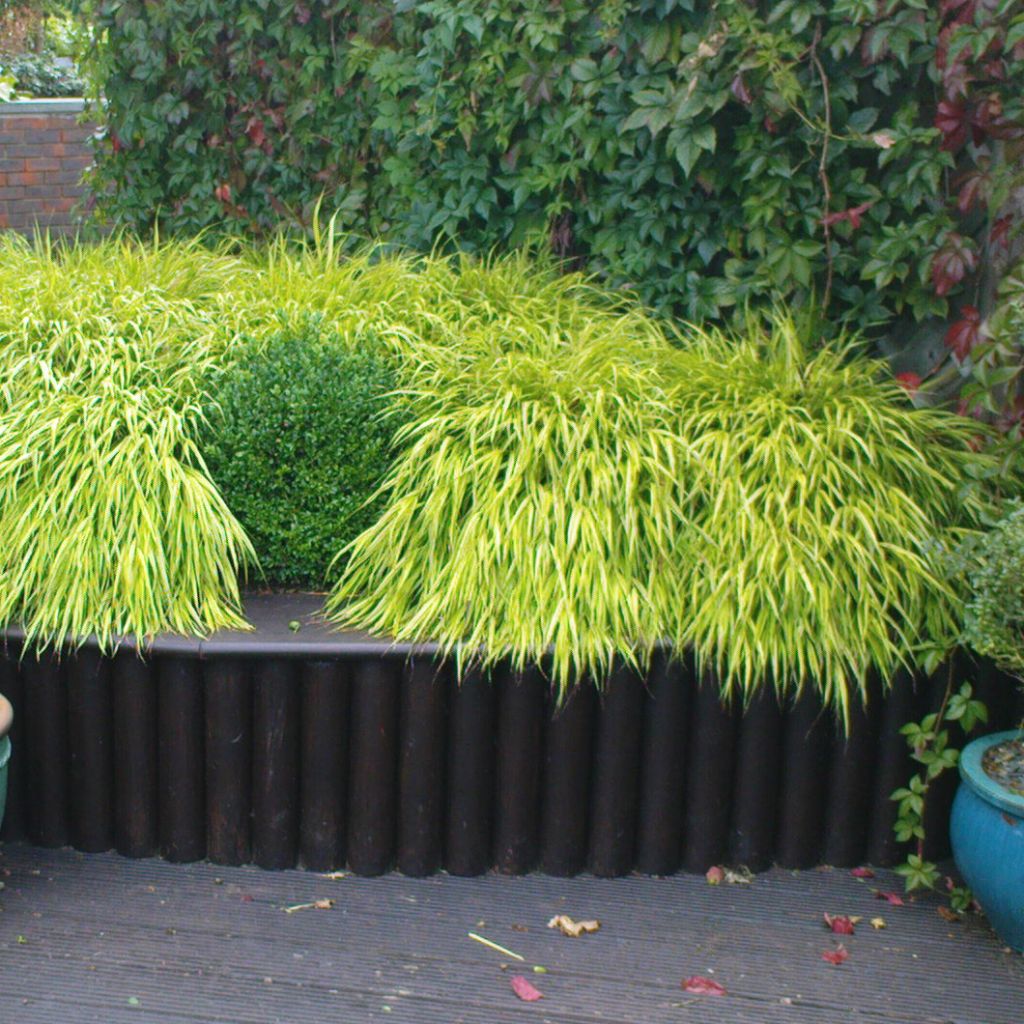 Herbe du Japon - Hakonechloa macra All Gold