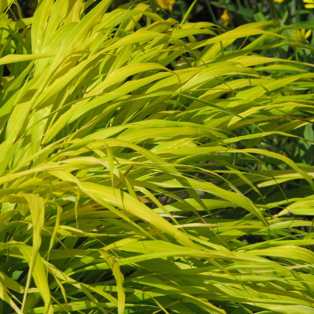Herbe du Japon - Hakonechloa macra All Gold