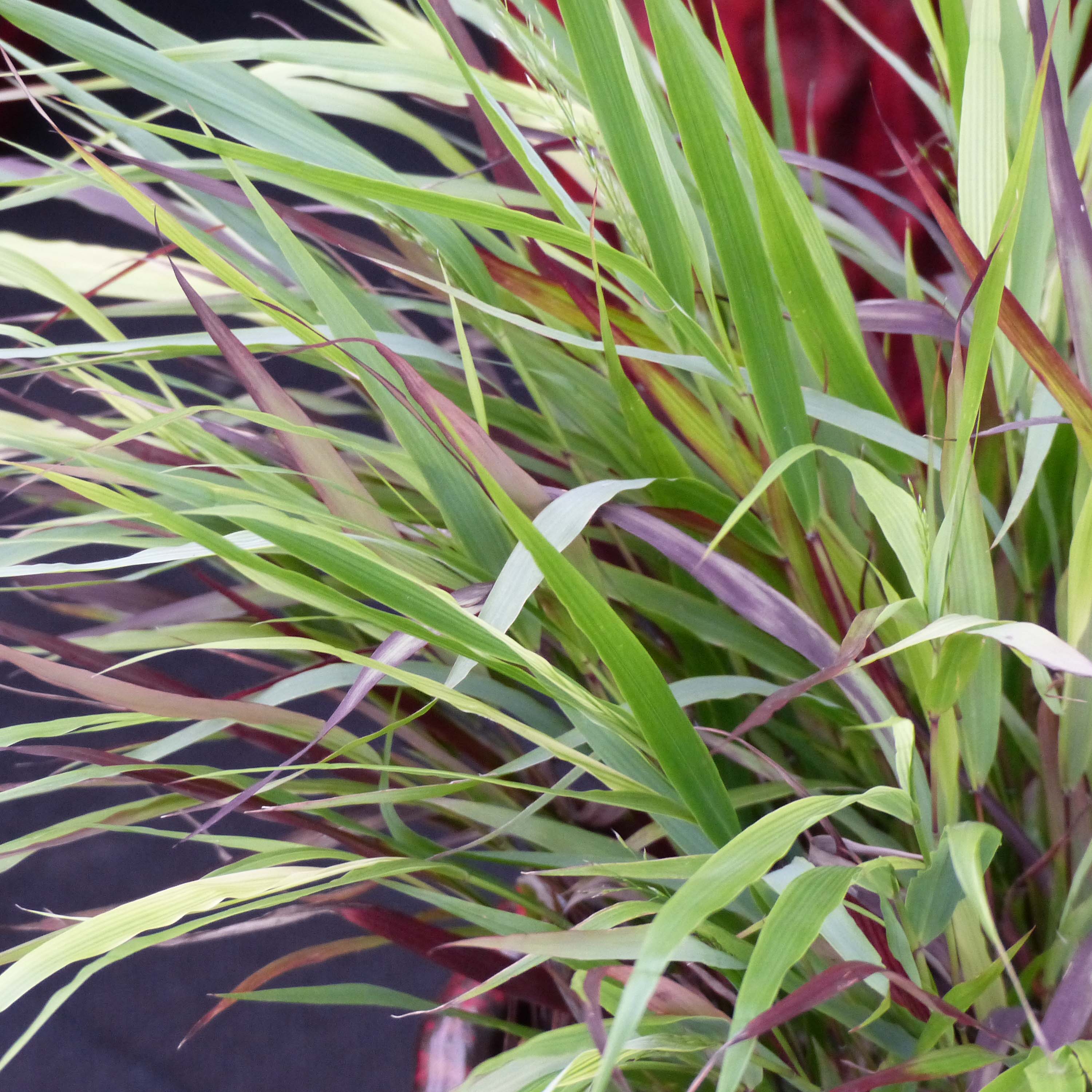 6 Plants D'herbe Du Japon Hakonechloa Macra - Pot 9x9 Cm, Hauteur 30-40 Cm, Idéal Ombre/mi-ombre, Couvre-sol Décoratif