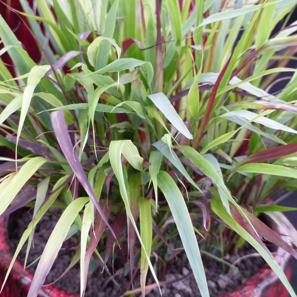 Hakonechloa macra Beni-Kaze - Herbe du Japon