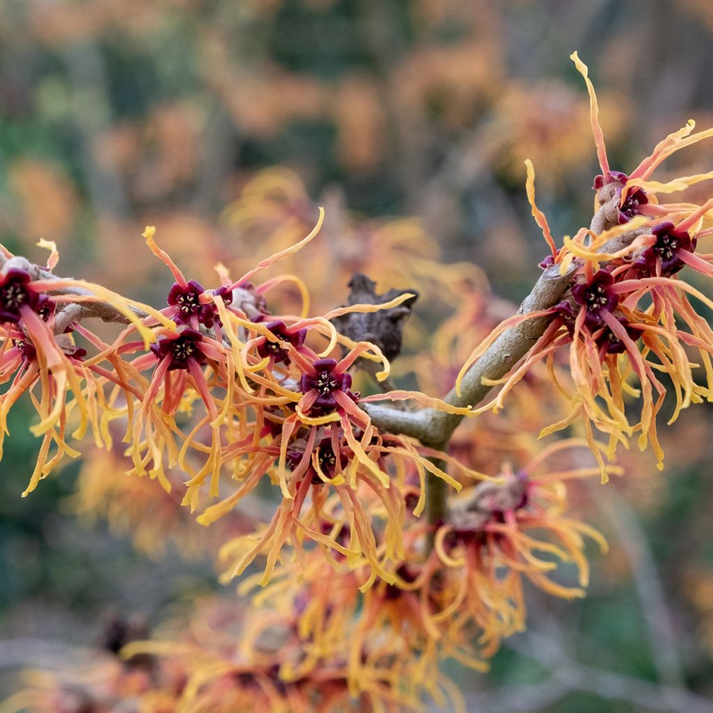 Hamamelis (x) intermedia Jelena - Noisetier de sorcière