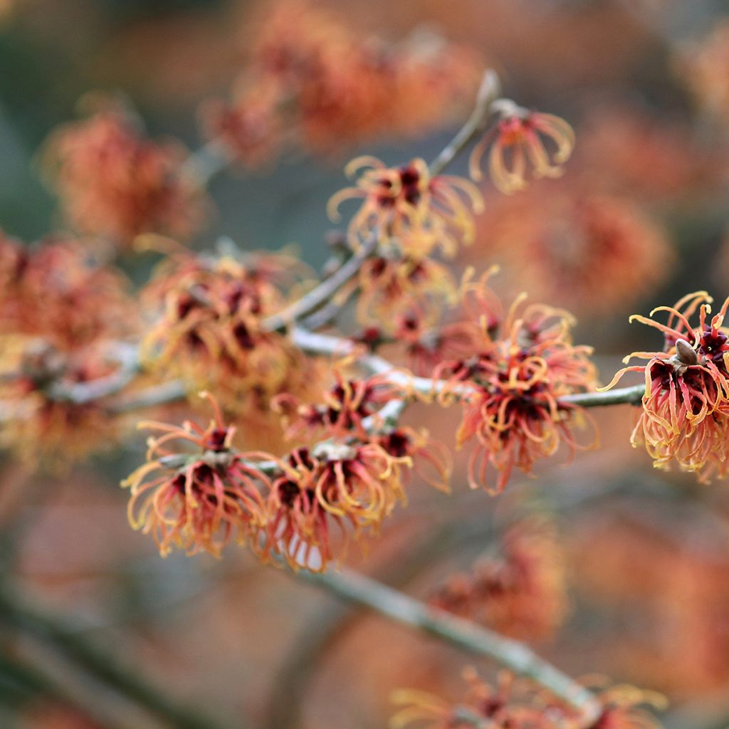 Hamamelis (x) intermedia Jelena - Noisetier de sorcière