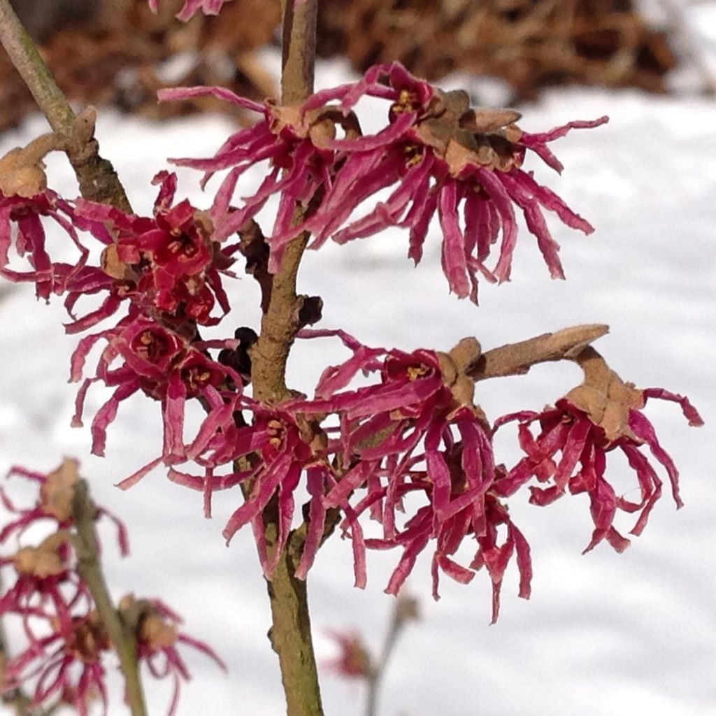 Hamamelis vernalis ‘Washington Park’