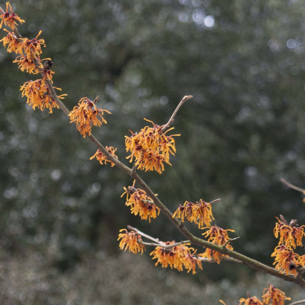 Hamamelis (x) intermedia Aphrodite - Noisetier de sorcière