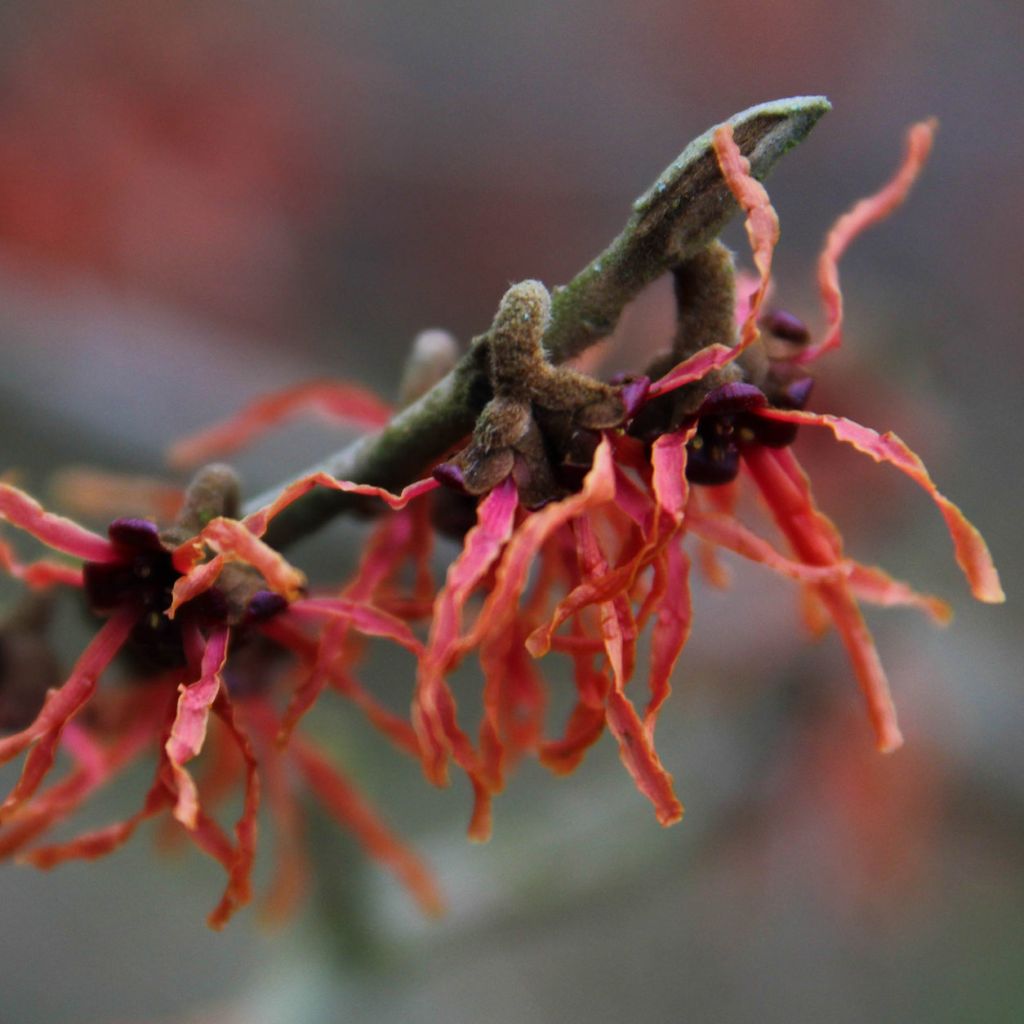 Hamamelis (x) intermedia Feuerzauber - Noisetier de sorcière