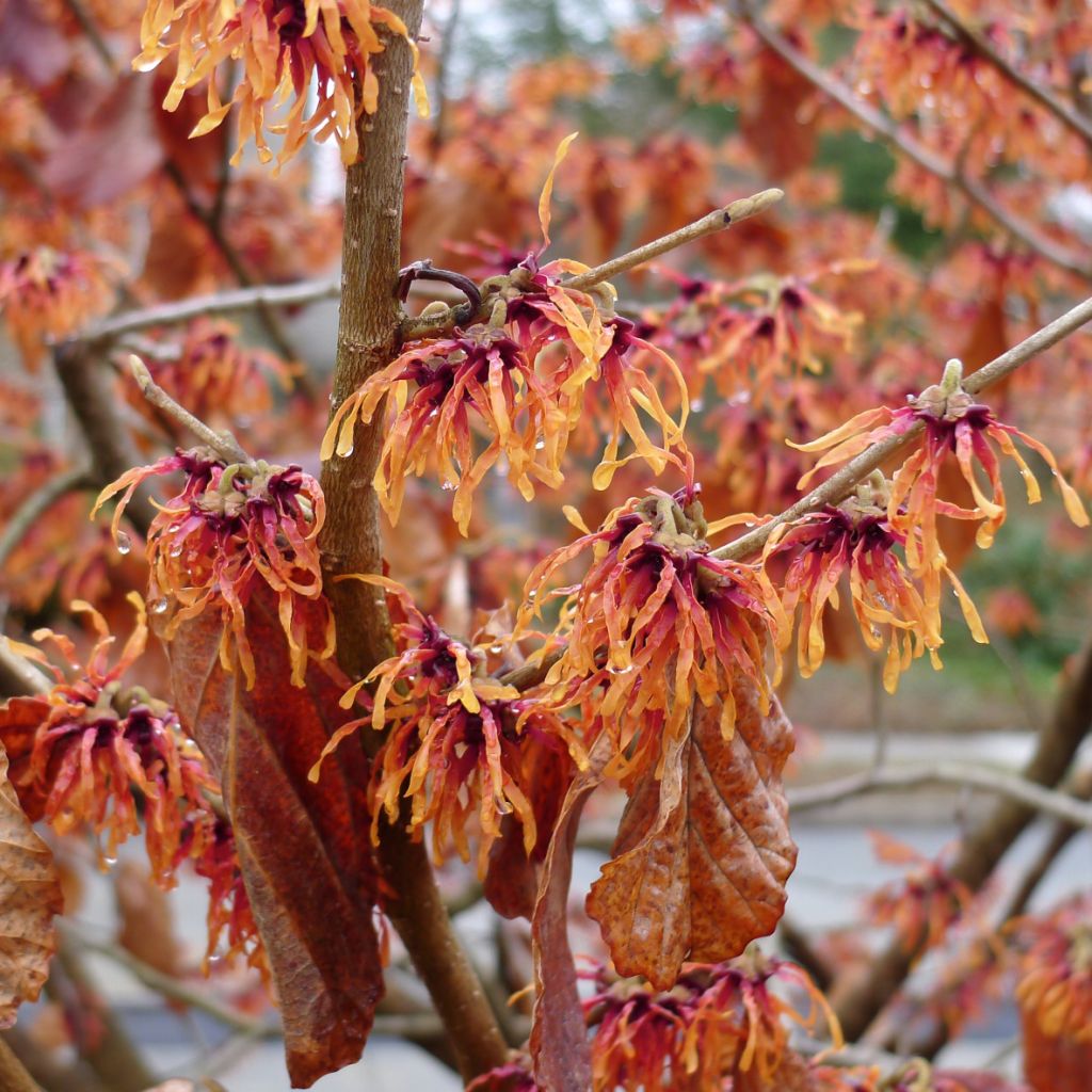 Hamamelis (x) intermedia Jelena - Noisetier de sorcière à fleurs orange