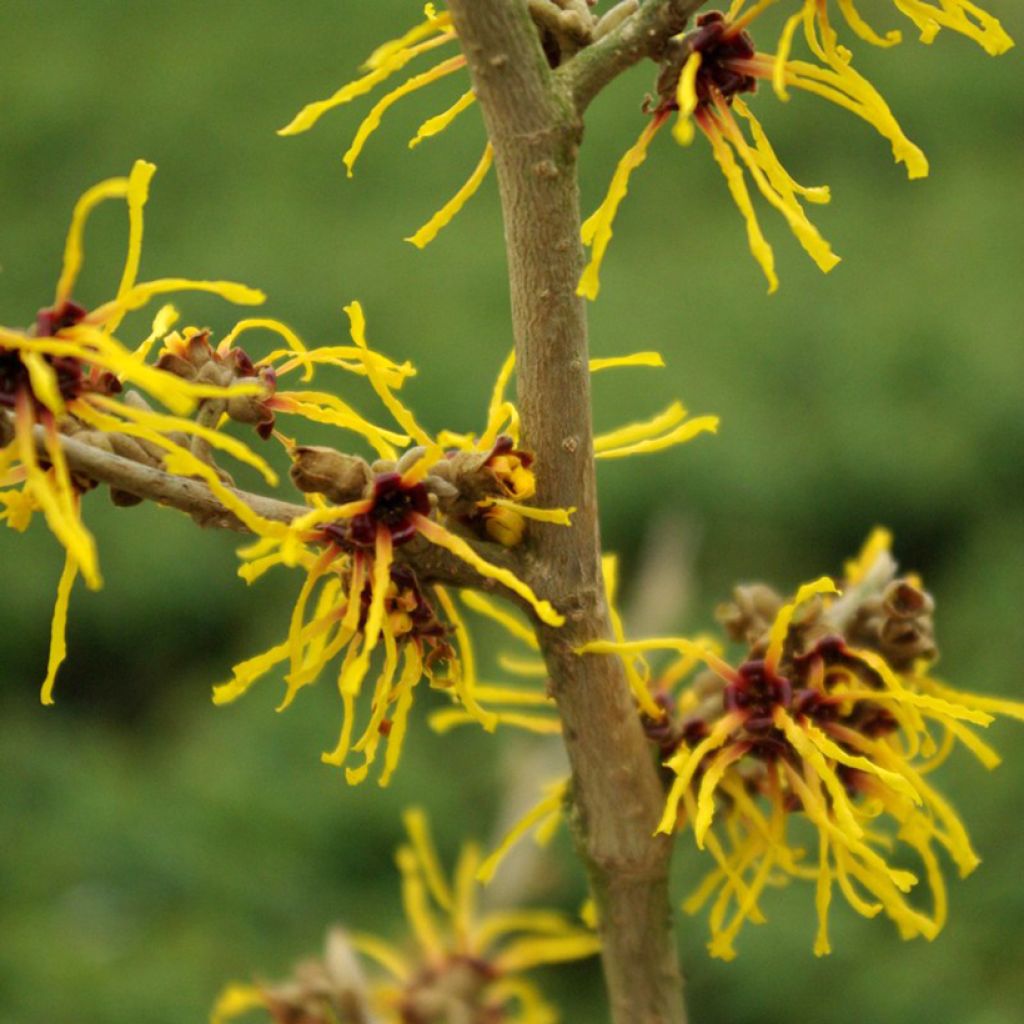 Hamamelis x intermedia Barmstedt Gold - Noisetier de sorcière