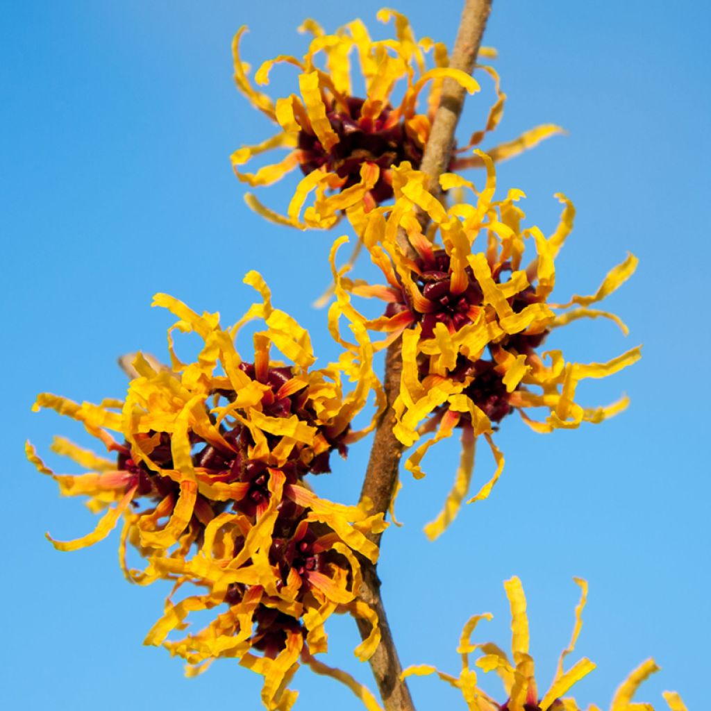 Hamamelis x intermedia Orange Beauty - Noisetier de sorcière