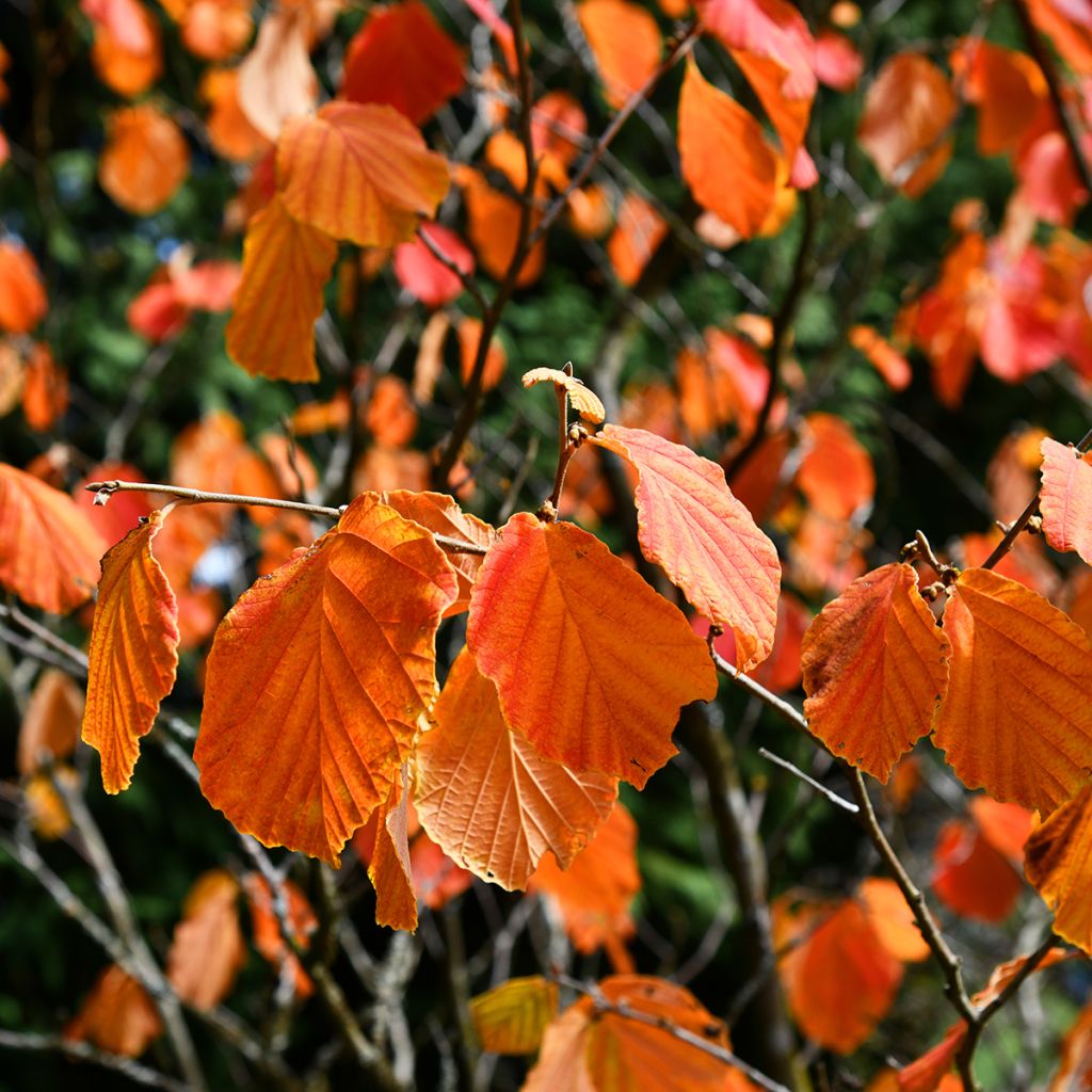 Hamamelis virginiana - Noisetier de sorcière de Virginie 