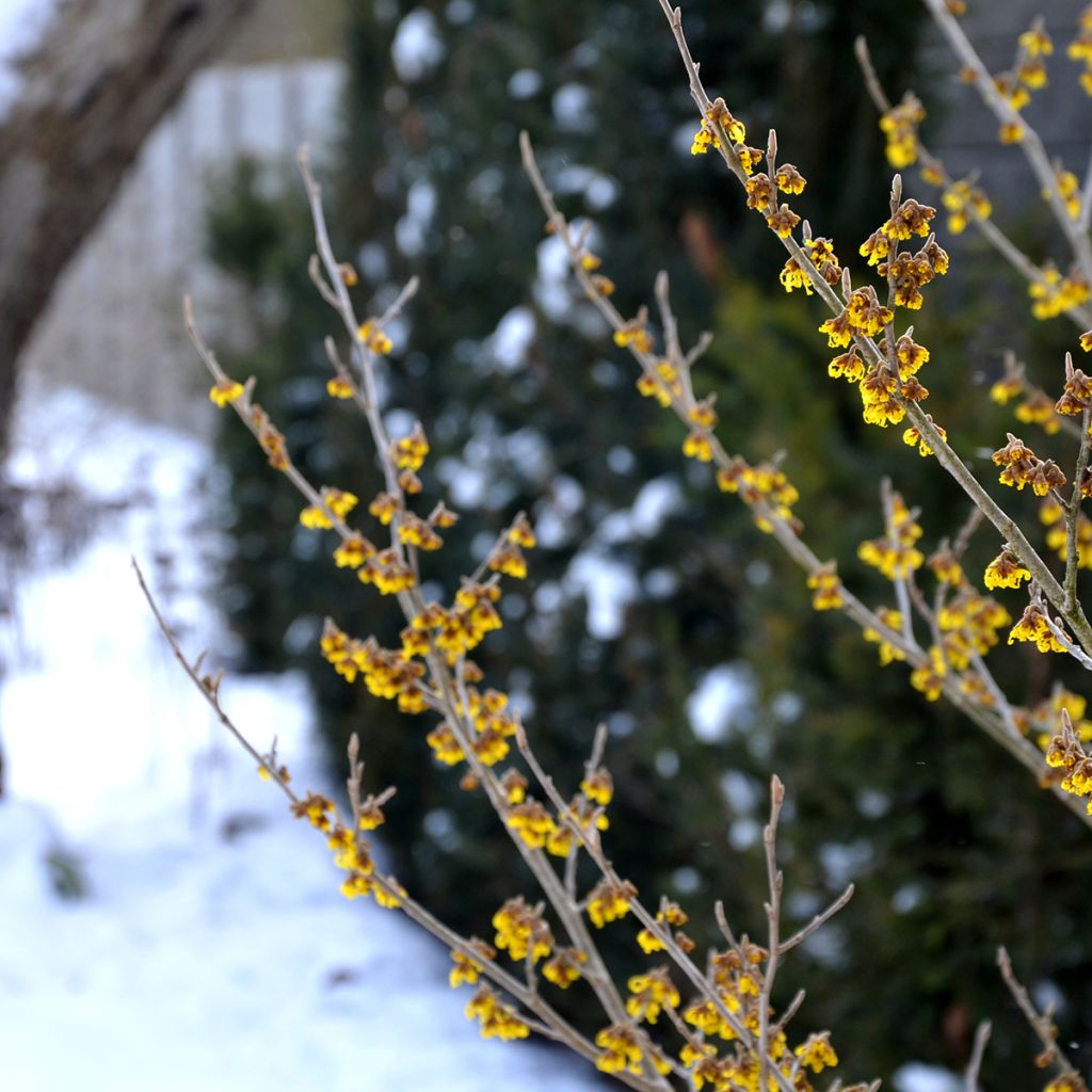 Hamamelis virginiana - Noisetier de sorcière de Virginie 