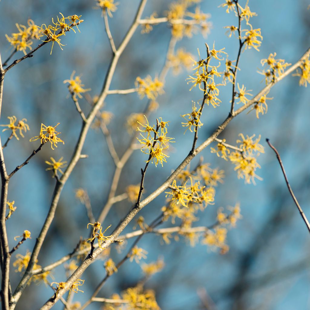 Hamamelis virginiana - Noisetier de sorcière de Virginie 