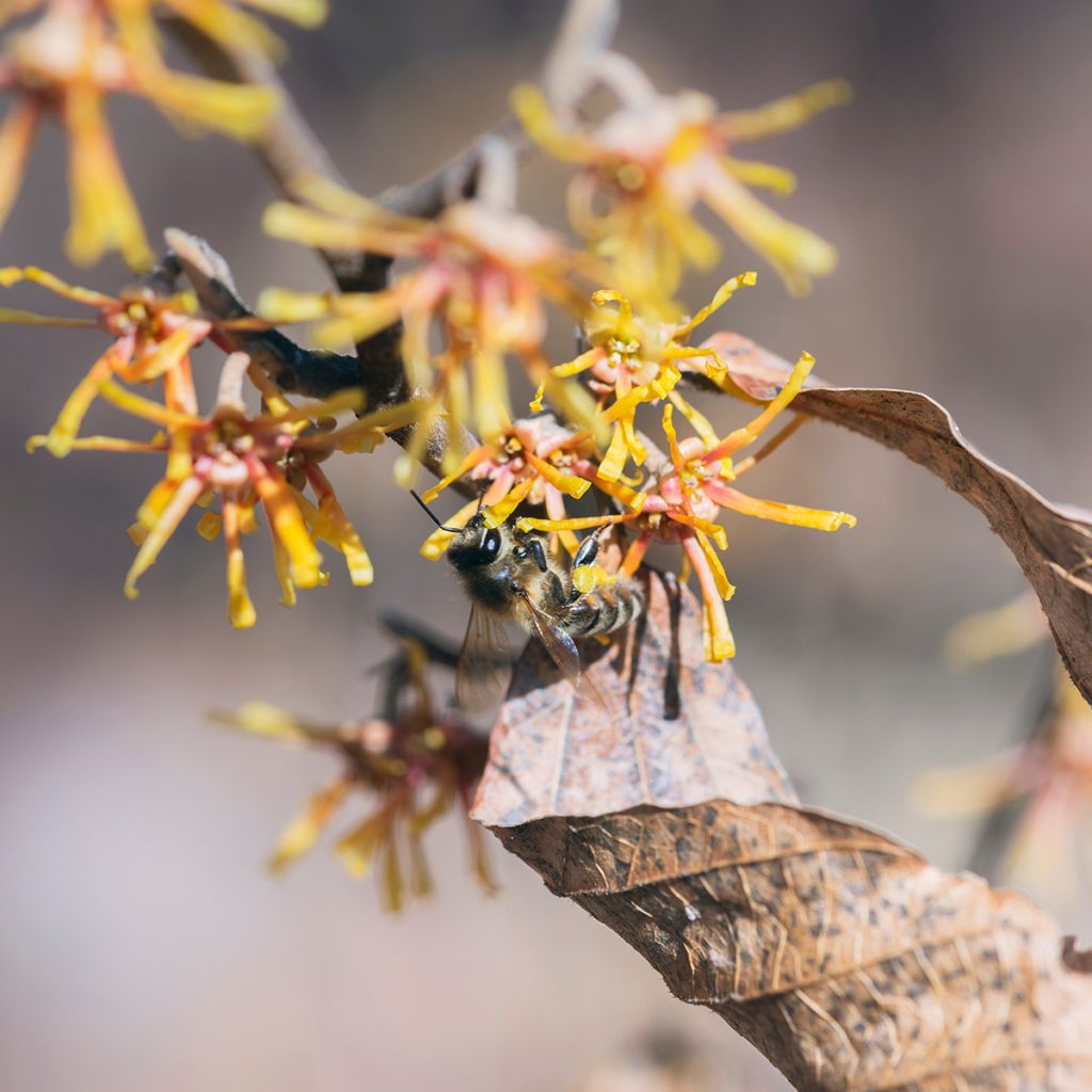 Hamamelis virginiana - Noisetier de sorcière de Virginie 